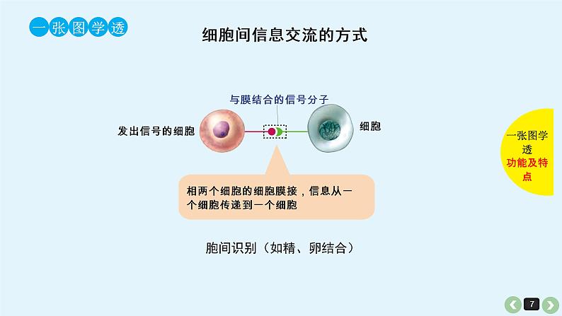 高中生物高考生物（全国版）一轮复习课件：第6课-细胞膜第7页