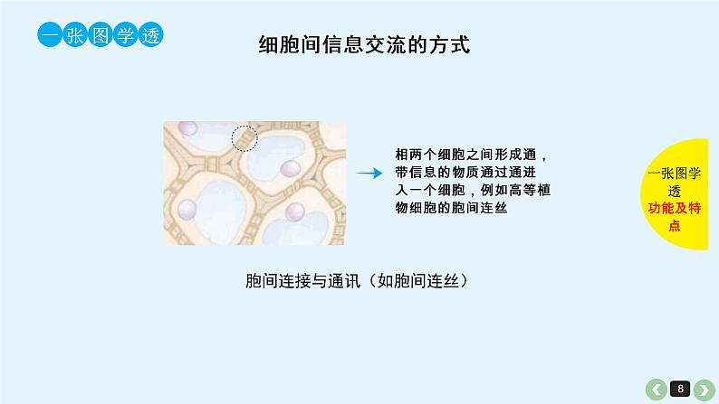 高中生物高考生物（全国版）一轮复习课件：第6课-细胞膜第8页