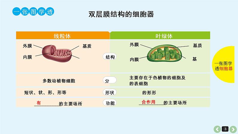 高中生物高考生物（全国版）一轮复习课件：第7课-细胞器第3页