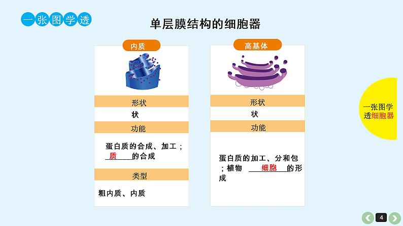 高中生物高考生物（全国版）一轮复习课件：第7课-细胞器第4页