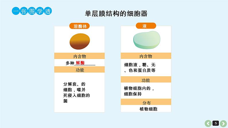 高中生物高考生物（全国版）一轮复习课件：第7课-细胞器第5页