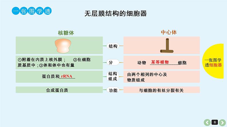 高中生物高考生物（全国版）一轮复习课件：第7课-细胞器第6页