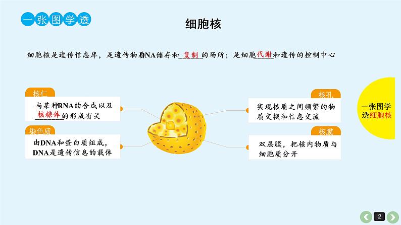 高中生物高考生物（全国版）一轮复习课件：第8课-细胞核第2页