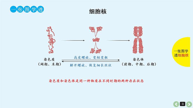 高中生物高考生物（全国版）一轮复习课件：第8课-细胞核第3页