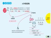 高中生物高考生物（全国版）一轮复习课件：第11课-ATP