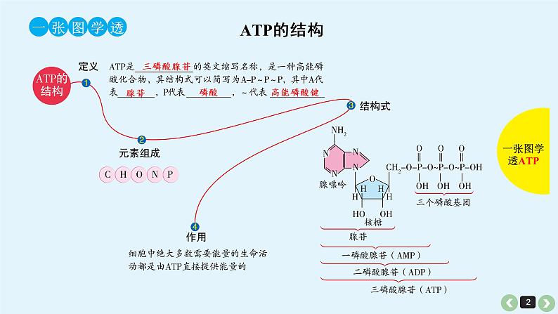 高中生物高考生物（全国版）一轮复习课件：第11课-ATP第2页