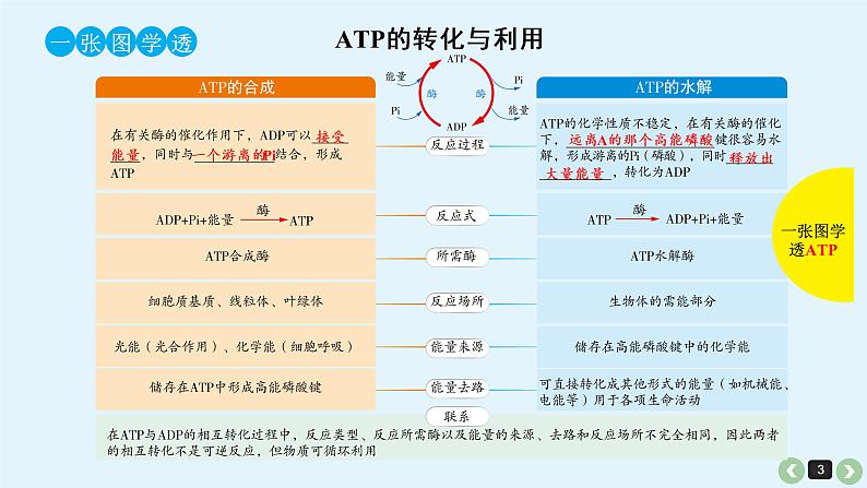 高中生物高考生物（全国版）一轮复习课件：第11课-ATP第3页