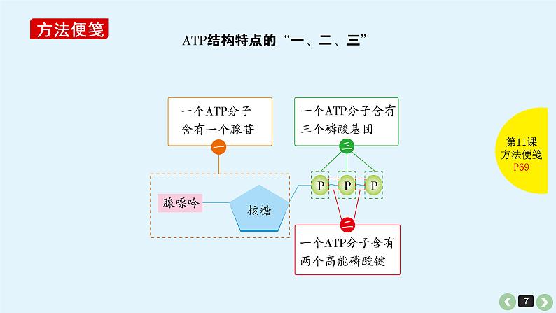 高中生物高考生物（全国版）一轮复习课件：第11课-ATP第7页