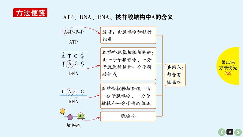 高中生物高考生物（全国版）一轮复习课件：第11课-ATP第8页