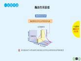 高中生物高考生物（全国版）一轮复习课件：第10课-酶