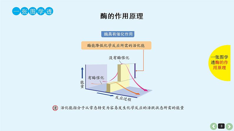 高中生物高考生物（全国版）一轮复习课件：第10课-酶第3页