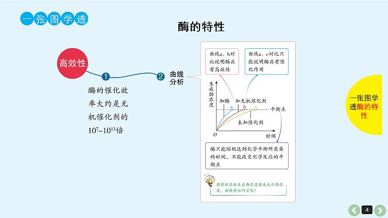 高中生物高考生物（全国版）一轮复习课件：第10课-酶第4页