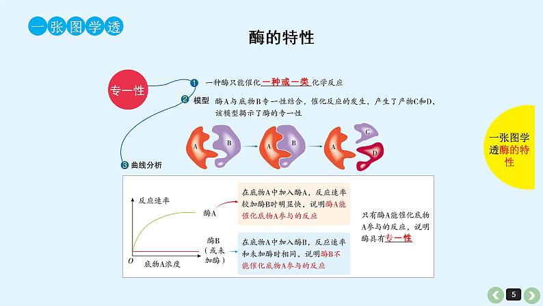 高中生物高考生物（全国版）一轮复习课件：第10课-酶第5页