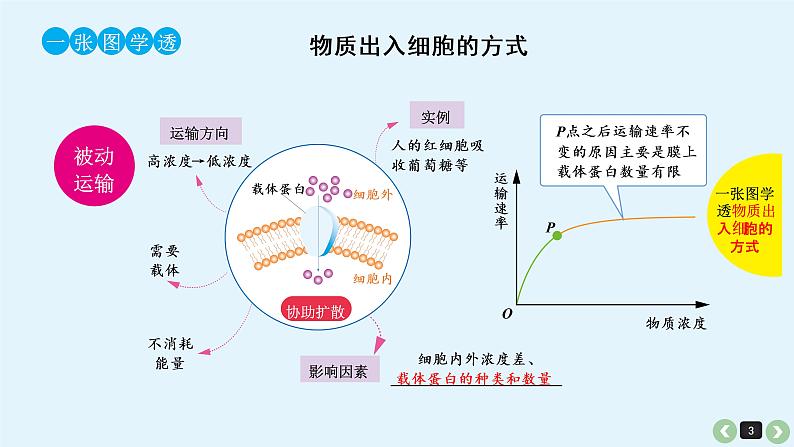 高中生物高考生物（全国版）一轮复习课件：第9课-细胞的物质输入和输出第3页