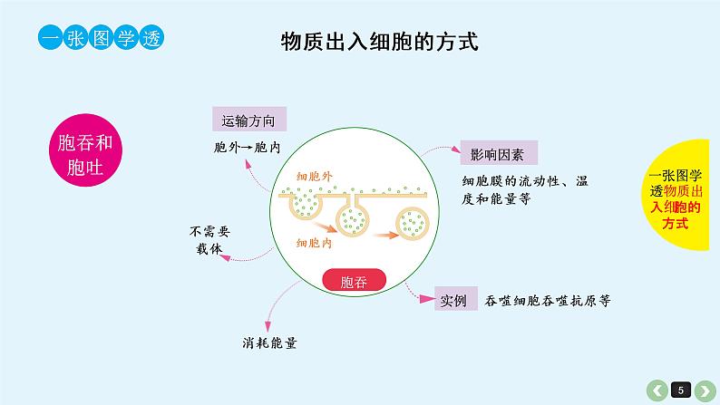 高中生物高考生物（全国版）一轮复习课件：第9课-细胞的物质输入和输出第5页