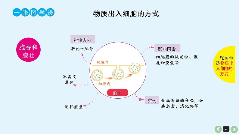 高中生物高考生物（全国版）一轮复习课件：第9课-细胞的物质输入和输出第6页