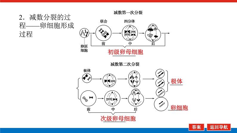 2023高考生物(统考版)复习课件 必修①第四单元2减数分裂和受精作用第7页