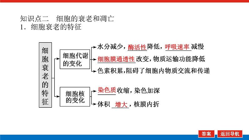 2023高考生物(统考版)复习课件 必修①第四单元3细胞的分化、衰老、凋亡和癌变第7页