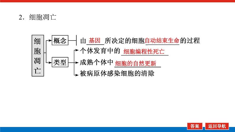 2023高考生物(统考版)复习课件 必修①第四单元3细胞的分化、衰老、凋亡和癌变第8页