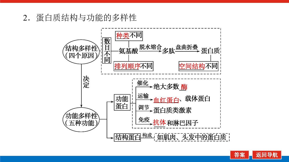 2023高考生物(统考版)复习课件 必修①第一单元3生命活动的主要承担者——蛋白质第7页