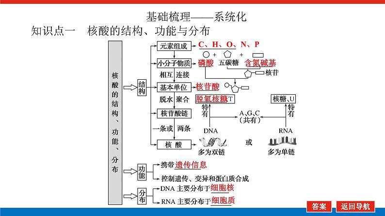 2023高考生物(统考版)复习课件 必修①第一单元4遗传信息的携带者——核酸细胞中的糖类和脂质第5页