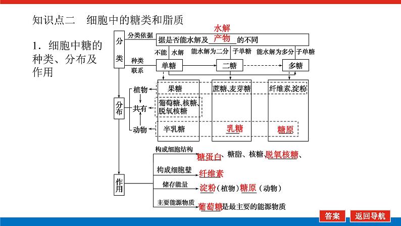 2023高考生物(统考版)复习课件 必修①第一单元4遗传信息的携带者——核酸细胞中的糖类和脂质第6页