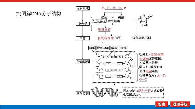 2023高考生物(统考版)复习课件 必修②第二单元2DNA分子的结构、复制及基因是有遗传效应的DNA片段第6页