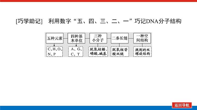 2023高考生物(统考版)复习课件 必修②第二单元2DNA分子的结构、复制及基因是有遗传效应的DNA片段第7页