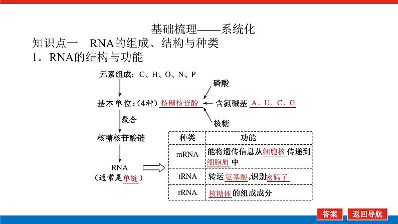 2023高考生物(统考版)复习课件 必修②第二单元3基因指导蛋白质的合成及其与性状的关系第5页