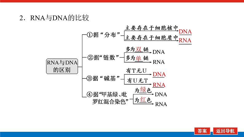 2023高考生物(统考版)复习课件 必修②第二单元3基因指导蛋白质的合成及其与性状的关系第6页