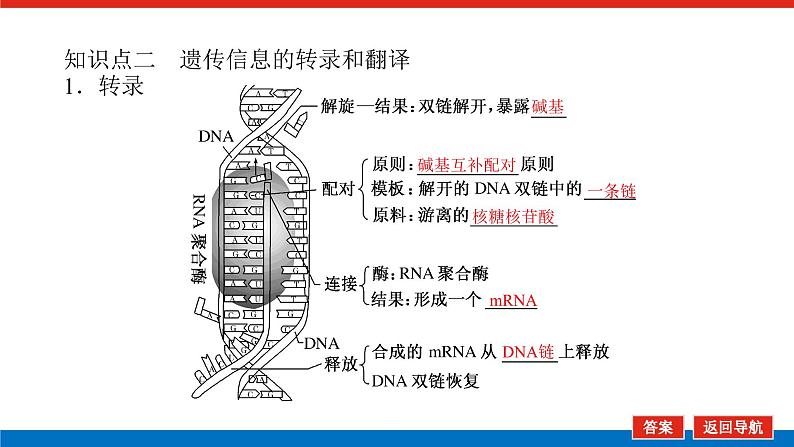 2023高考生物(统考版)复习课件 必修②第二单元3基因指导蛋白质的合成及其与性状的关系第7页