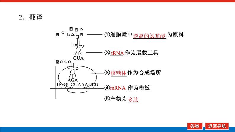 2023高考生物(统考版)复习课件 必修②第二单元3基因指导蛋白质的合成及其与性状的关系第8页