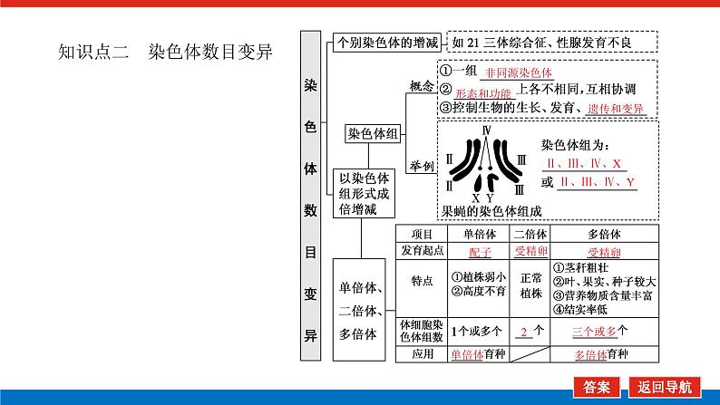 2023高考生物(统考版)复习课件 必修②第三单元2染色体变异与育种第6页