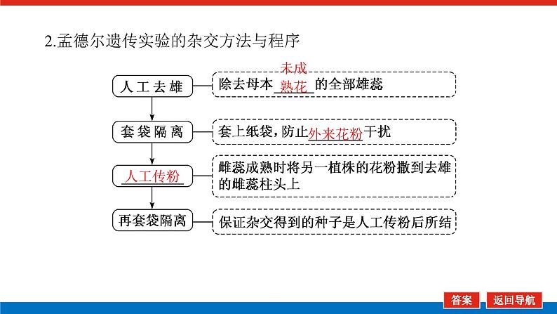 2023高考生物(统考版)复习课件 必修②第一单元1孟德尔的豌豆杂交实验(一)第6页