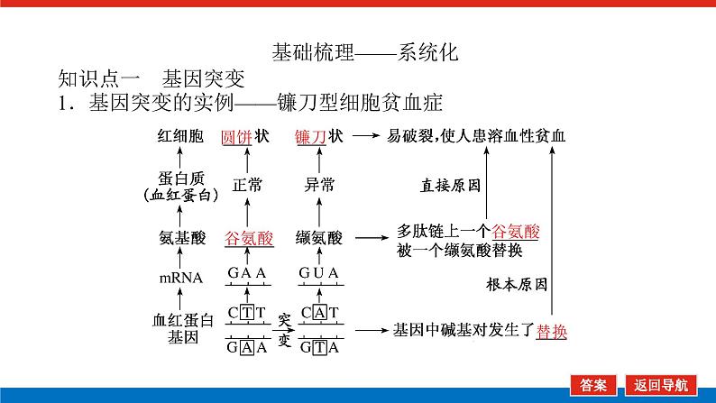 2023高考生物(统考版)复习课件 必修②第三单元1基因突变与基因重组第5页