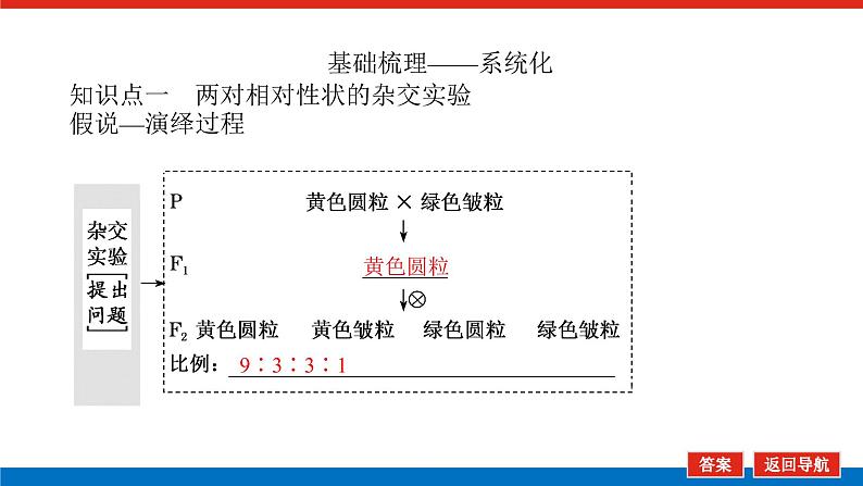 2023高考生物(统考版)复习课件 必修②第一单元2孟德尔的豌豆杂交实验(二)第5页