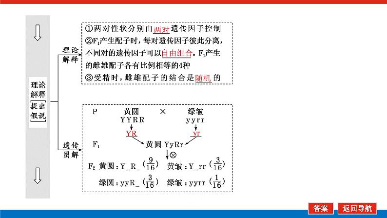 2023高考生物(统考版)复习课件 必修②第一单元2孟德尔的豌豆杂交实验(二)第6页