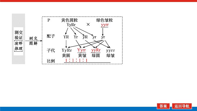 2023高考生物(统考版)复习课件 必修②第一单元2孟德尔的豌豆杂交实验(二)第7页