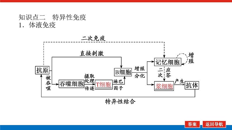 2023高考生物(统考版)复习课件 必修③第一单元4免疫调节第7页