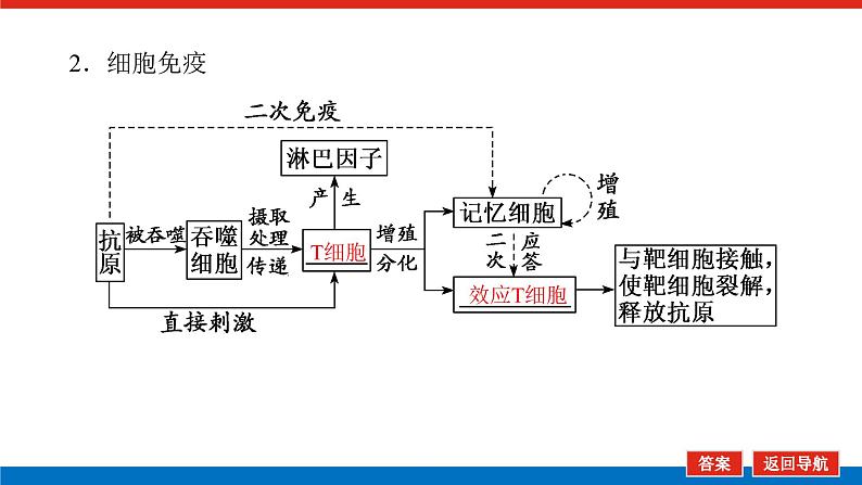 2023高考生物(统考版)复习课件 必修③第一单元4免疫调节第8页