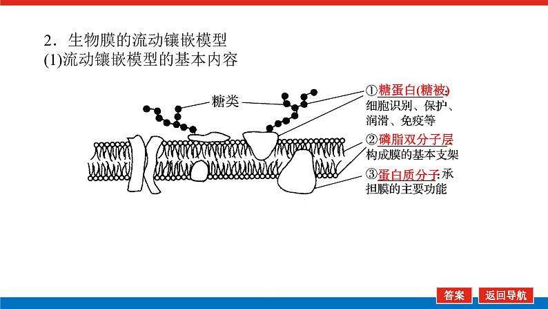 2023高考生物(统考版)复习课件 必修①第二单元1细胞膜与细胞核07