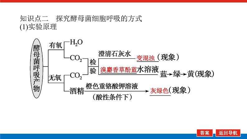 2023高考生物(统考版)复习课件 必修①第三单元2ATP的主要来源——细胞呼吸06