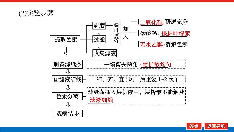 2023高考生物(统考版)复习课件 必修①第三单元3能量之源——光与光合作用第6页