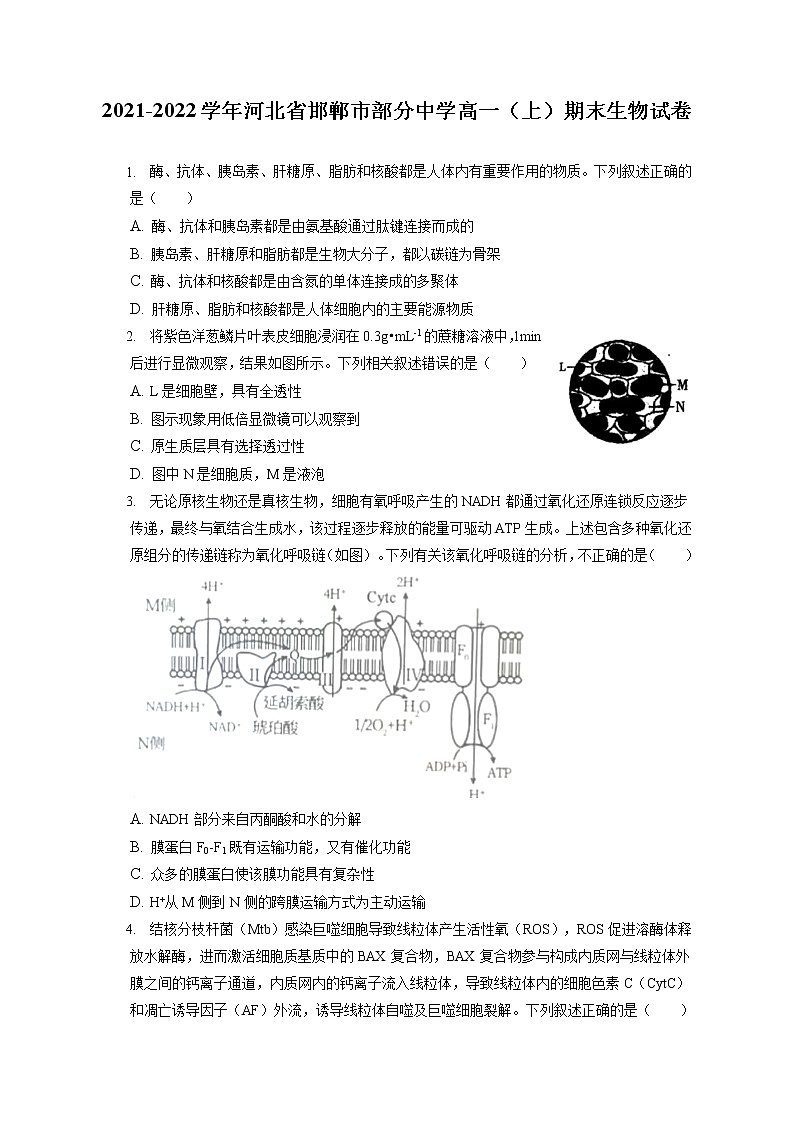 2021-2022学年河北省邯郸市部分中学高一（上）期末生物试卷（含答案解析）第1页