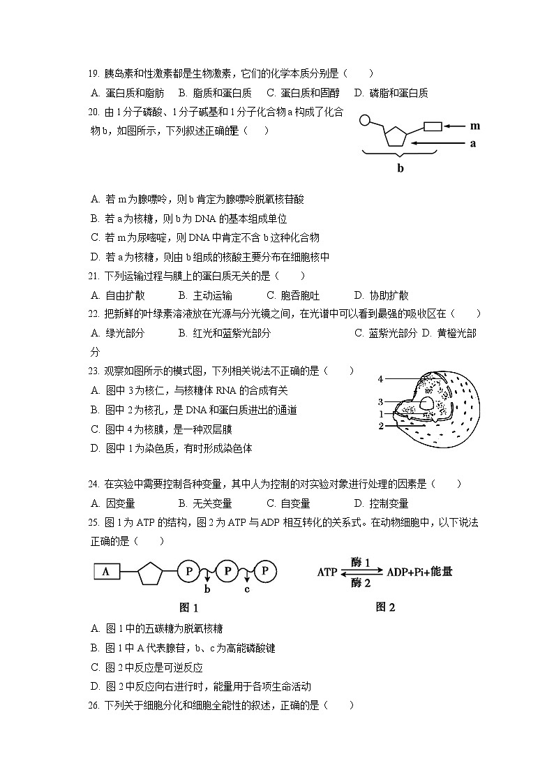 2021-2022学年福建省莆田市仙游县枫亭中学高一（上）期末生物试卷（含答案解析）第3页
