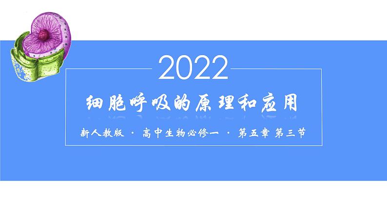 5.3细胞呼吸的原理2022-2023学年高一上学期生物人教版（2019）必修1课件PPT01