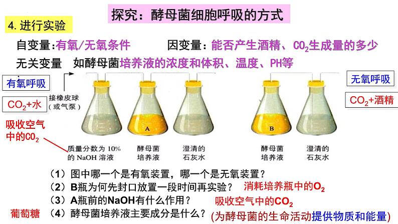 5.3细胞呼吸的原理2022-2023学年高一上学期生物人教版（2019）必修1课件PPT06