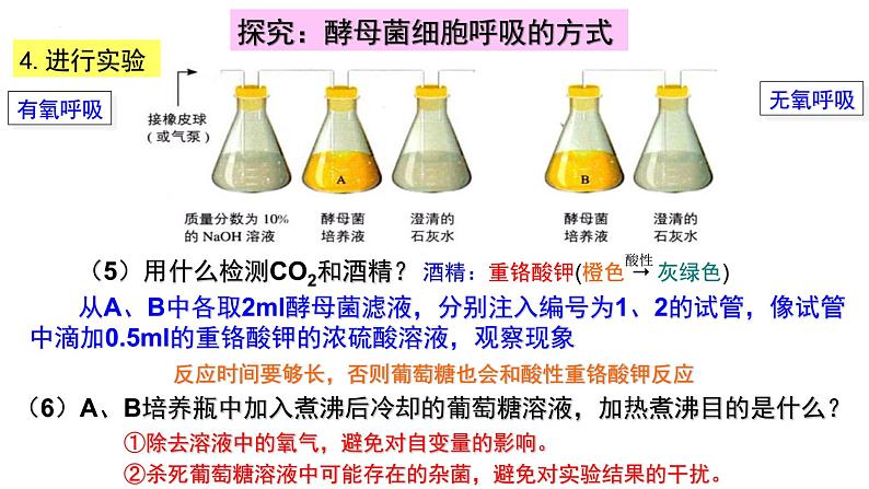 5.3细胞呼吸的原理2022-2023学年高一上学期生物人教版（2019）必修1课件PPT07