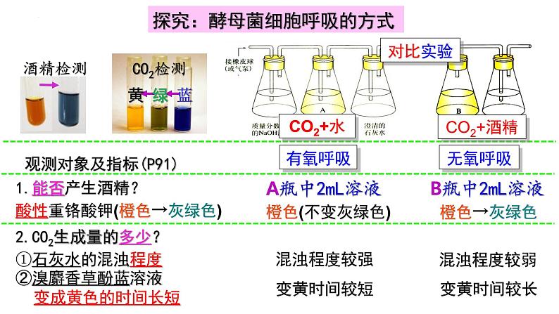 5.3细胞呼吸的原理2022-2023学年高一上学期生物人教版（2019）必修1课件PPT08