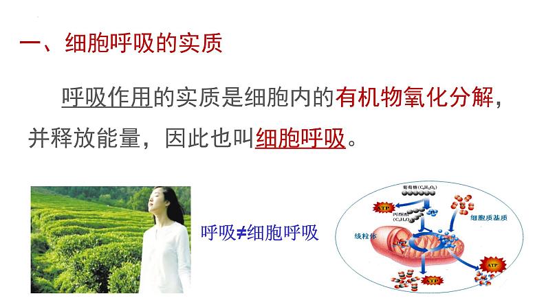 5.3细胞呼吸的原理和应用课件-2022-2023学年高一上学期生物人教版（2019）必修1第4页